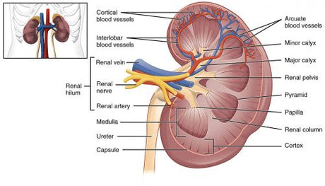illustration of kidneys for renal failure nursing interventions