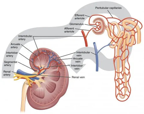 Blood Flow in the Kidneys chart