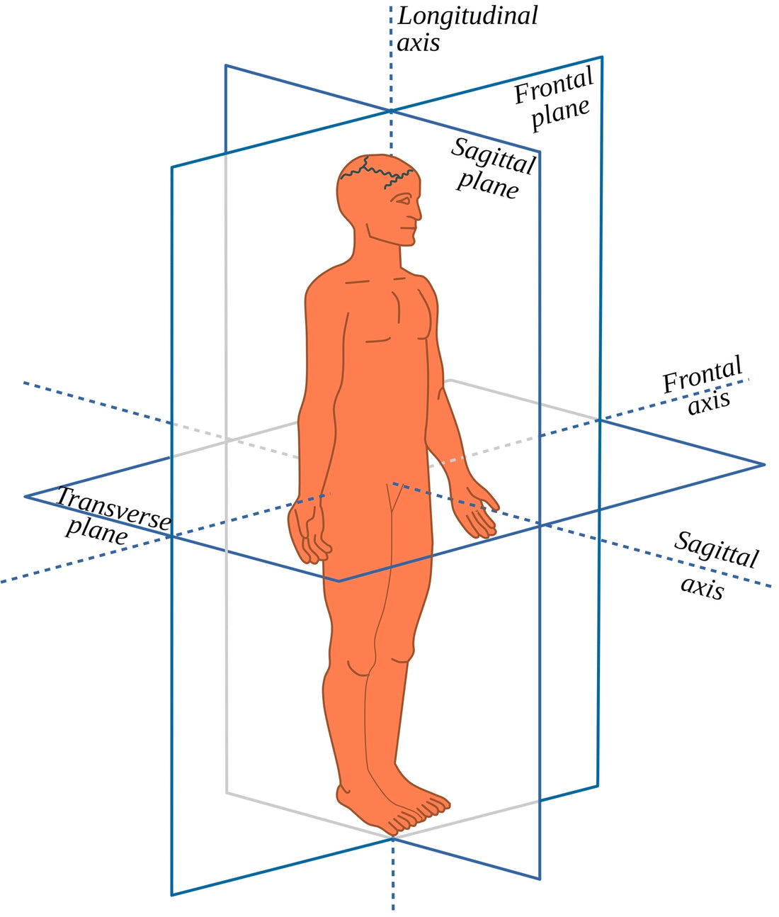 4 Planes of the Body