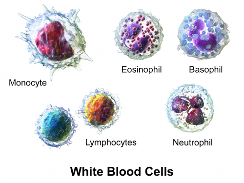 Immunology Part 2: White Blood Cell Review in a Nutshell