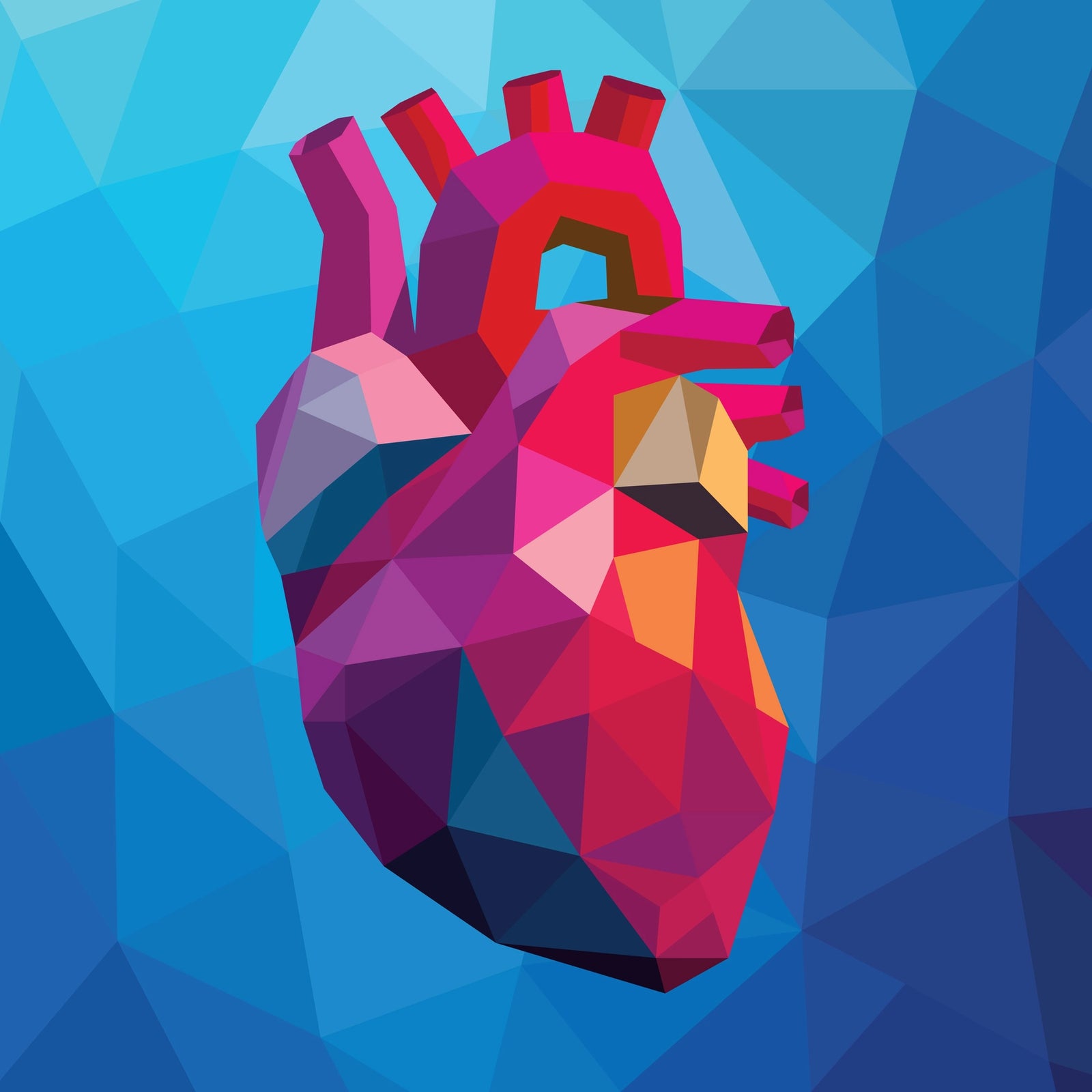 Blood Flow Through the Heart