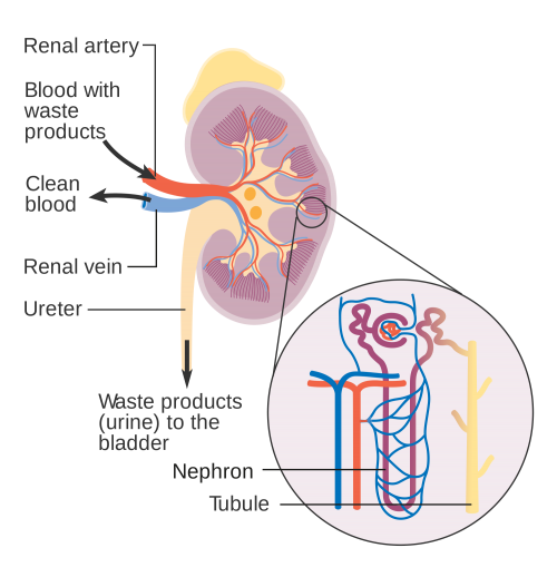 Mechanisms of Renin-Angiotensin-Aldosterone System Pt 1