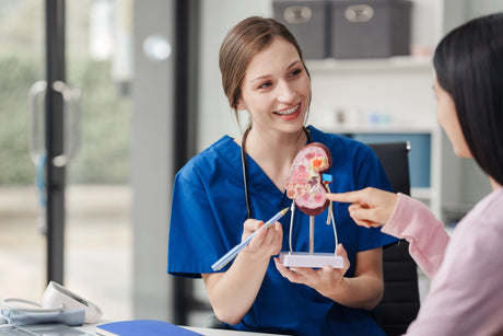 Dialysis Nurse showing a patient a kidney and explaining kidney disease