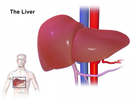 Liver (organ)