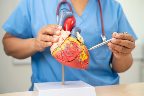 Nurse Pointing out the difference between depolarization and repolarization on a heart model