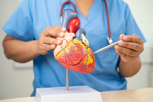 Nurse Pointing out the difference between depolarization and repolarization on a heart model