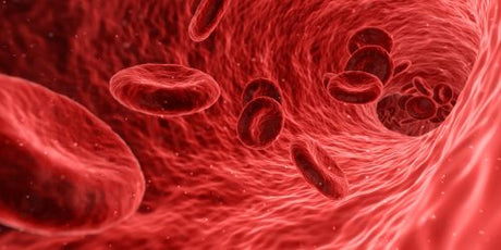 Red blood cells through the circulatory system