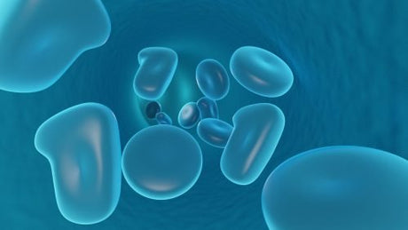 White blood cells flowing through a circulatory system