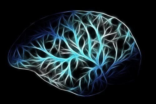 Nervous System Physiology of the human brain