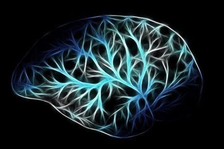 Nervous System Physiology of the human brain
