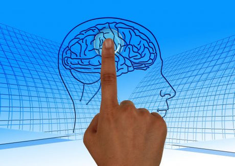 Illustration for Nervous System Anatomy and Physiology
