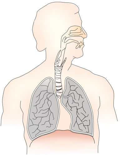 Line drawing illustration of the respiration system lungs trachea breathing