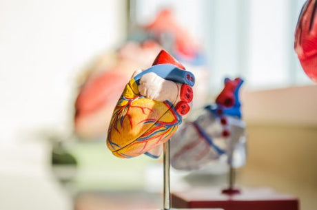 Doctor's model of the human heart