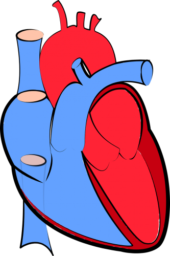 human heart illustration showing oxygenated and deoxygenated blood in red and blue