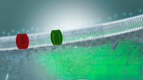 illustration of the sodium potassium pump