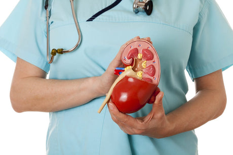 nurse holding replicant kidney - renin angiotensin aldosterone system title card