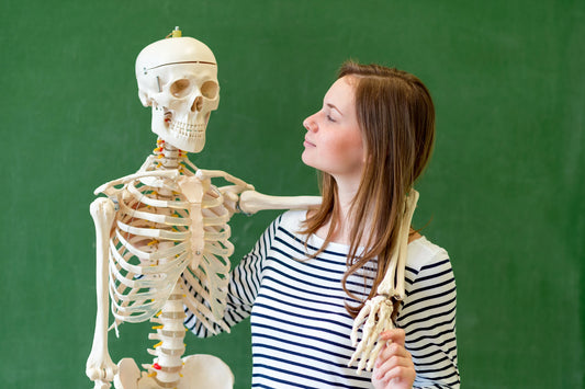 Skeleton with Nursing Student
