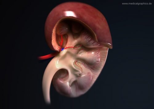 kidney illustration for acute renal failure bun and creatinine interpretation