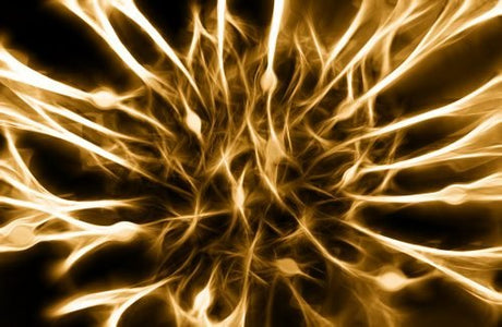 Nervous System Physiology of the nerves