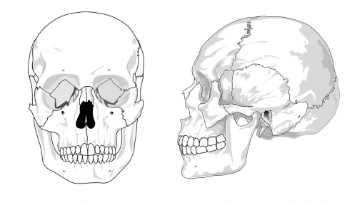 illustration of a skull for pathophysiology of meningitis