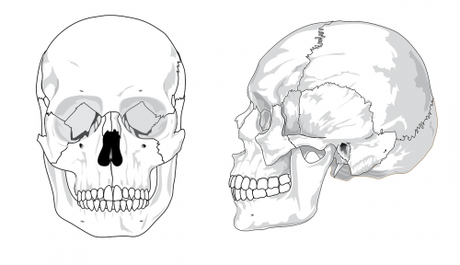 illustration of a skull for pathophysiology of meningitis