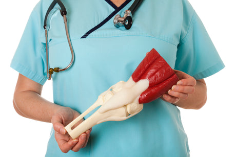 A nurse holding an anatomical model of the tibia and fibula