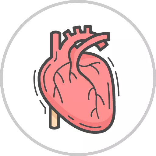 Cardiac (Adult Health)